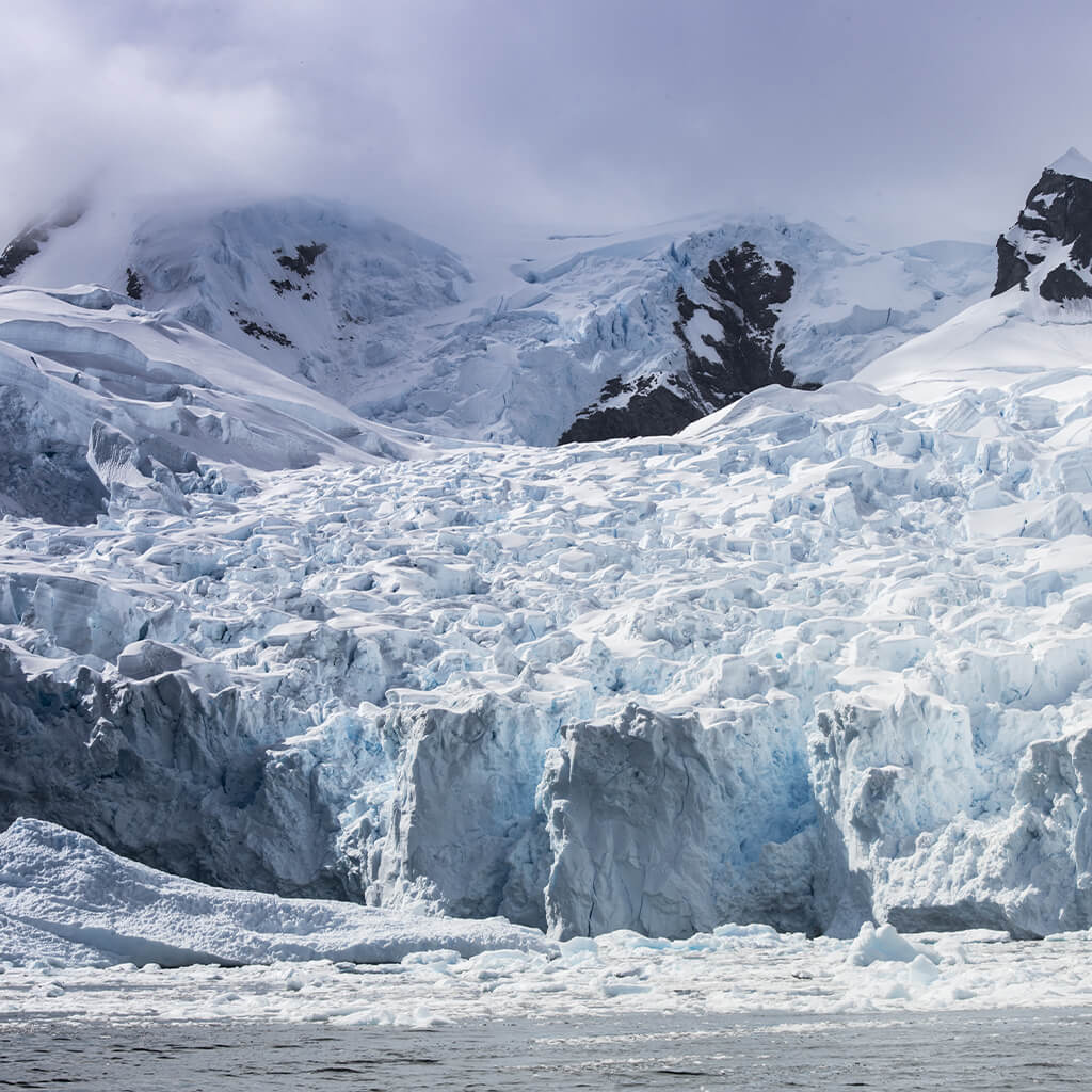 Antarcticine
