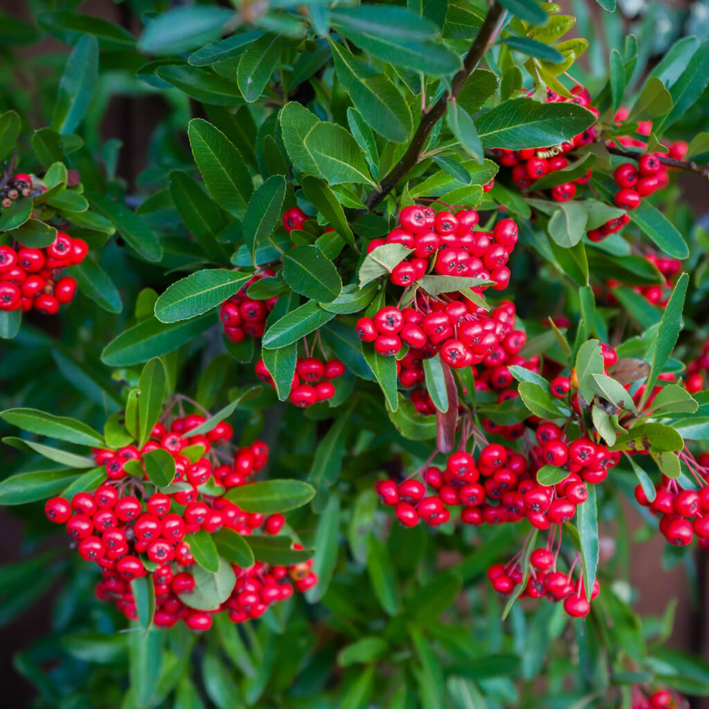 Bearberry