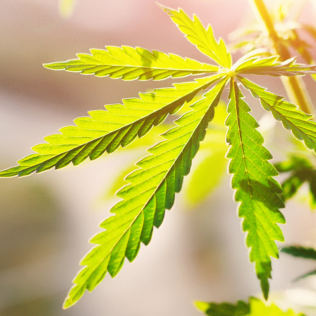 CBD Oil
