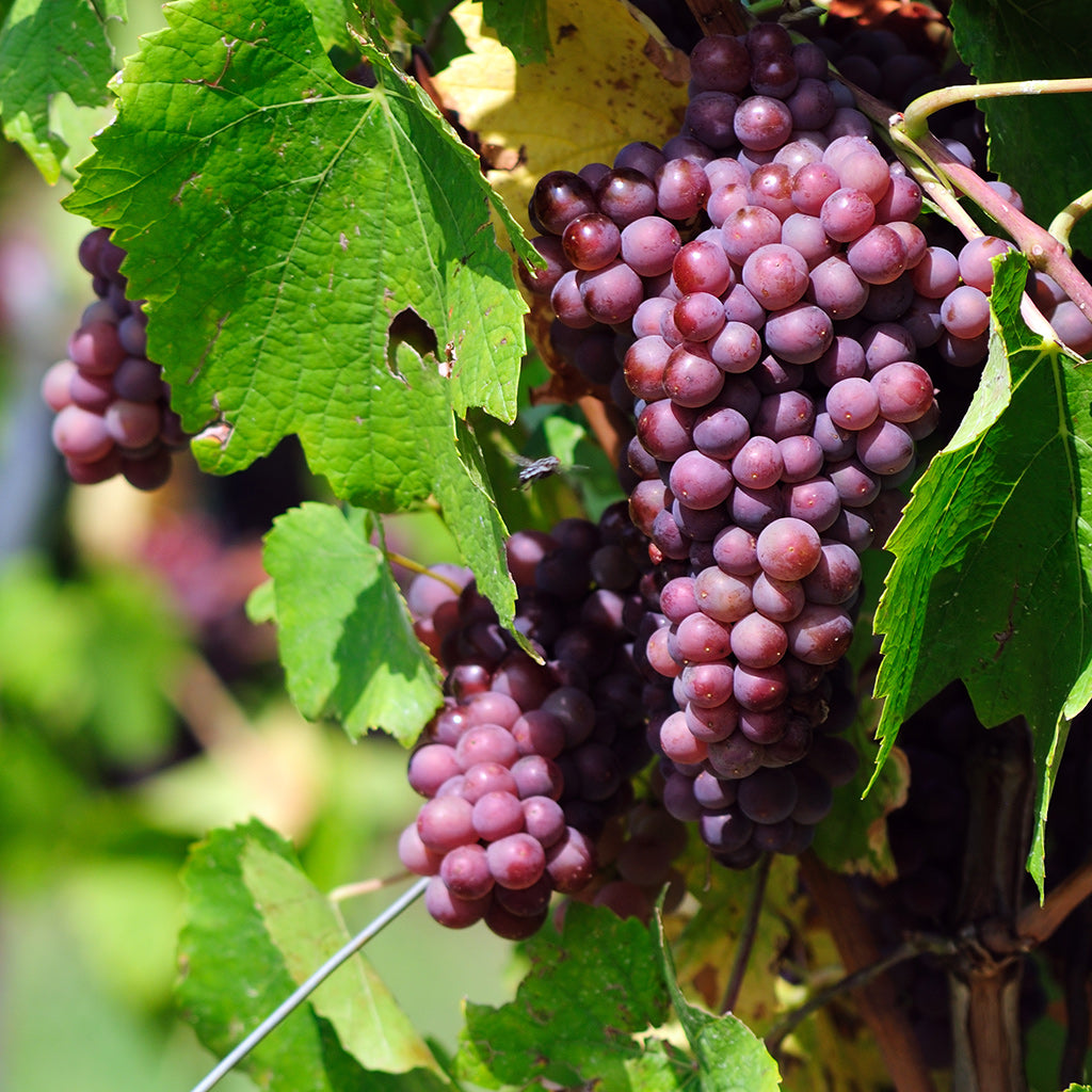 Trans-Resveratrol