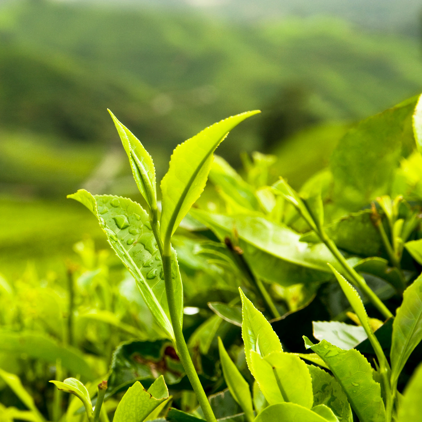 Green Tea Butter