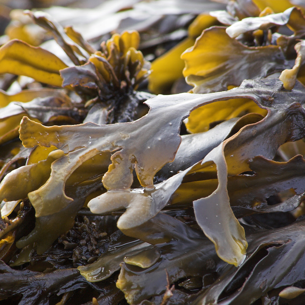 Laminaria