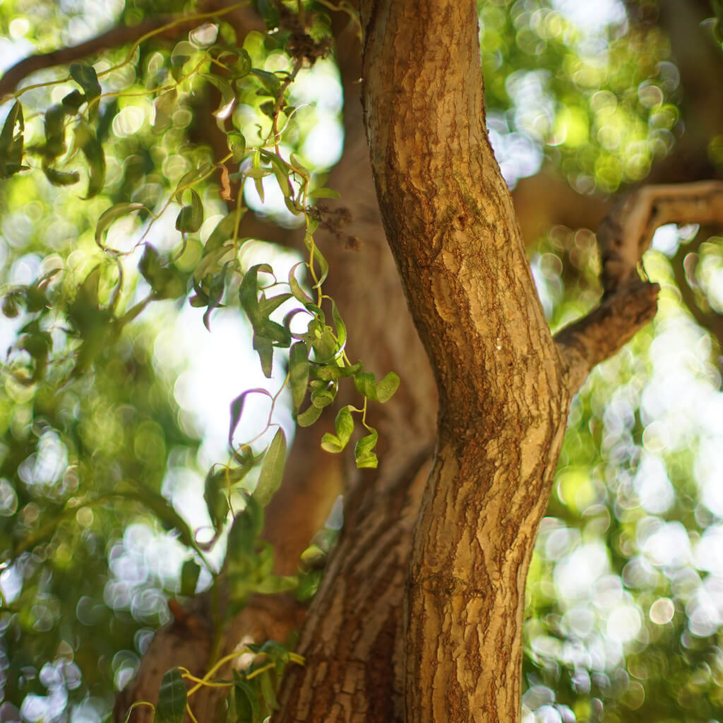 Willow Bark