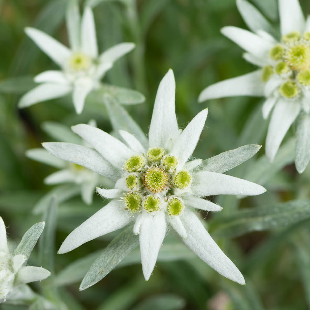 Edelweiss