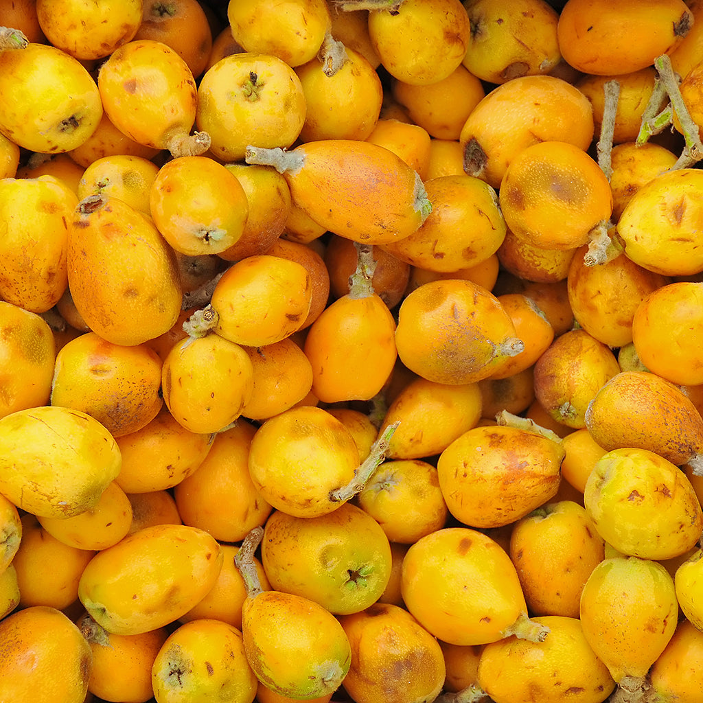 Marula Oil