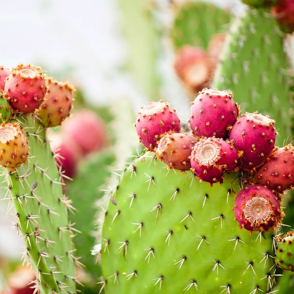 Prickly Pear