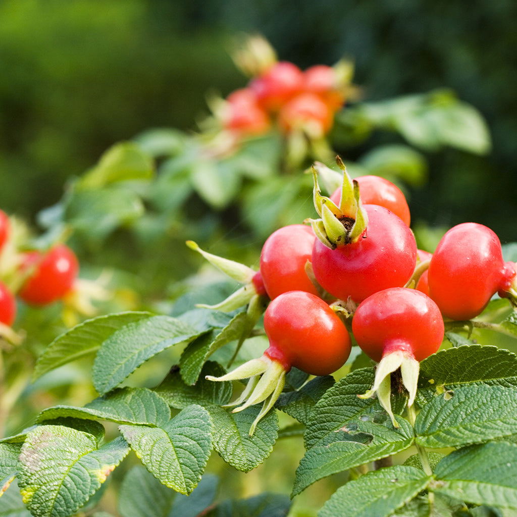 Beauty Releaf Rosehip Seed Oil