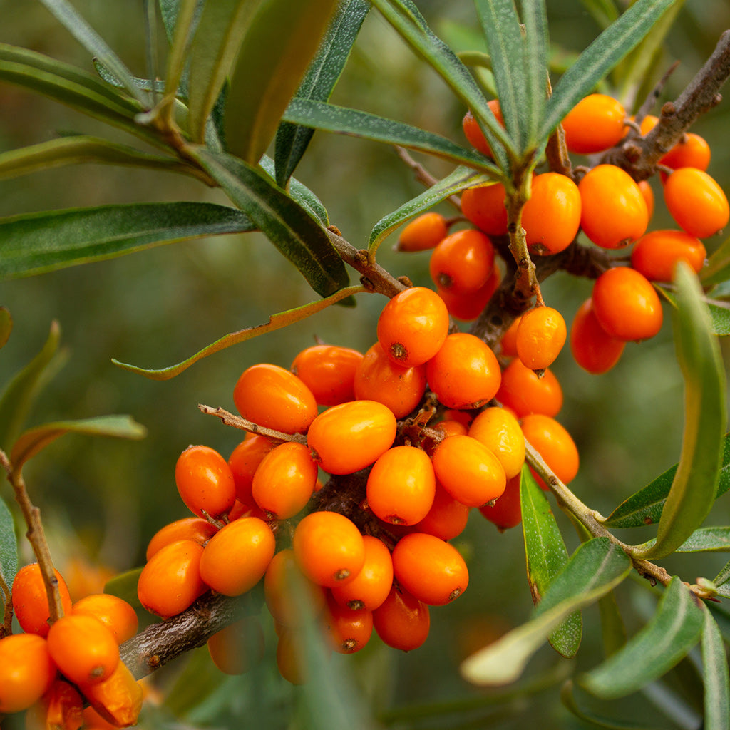 Sea Buckthorn Berry