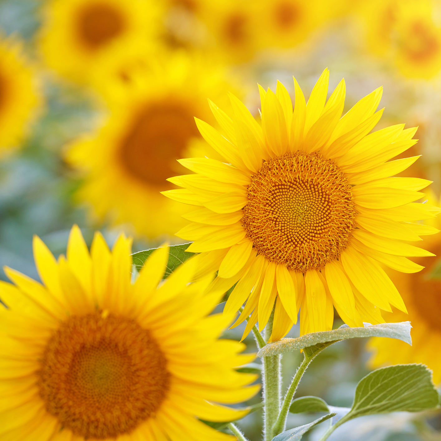 Sunflower Oil